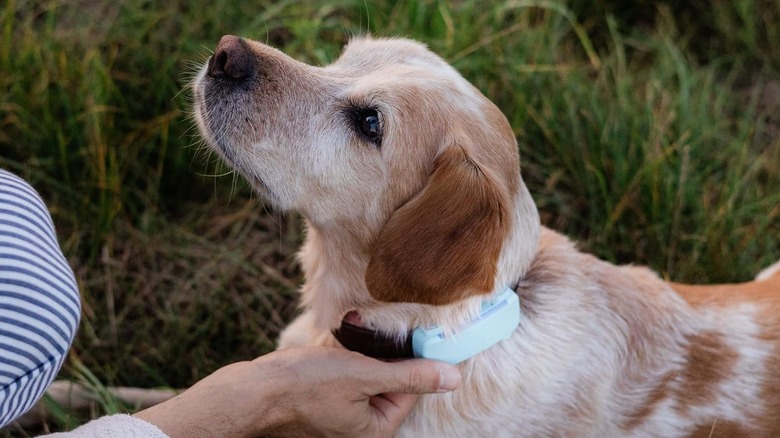 A dog wearing the Tractive GPS Dog LTE Tracker, lying on the grass as a person adjusts their collar